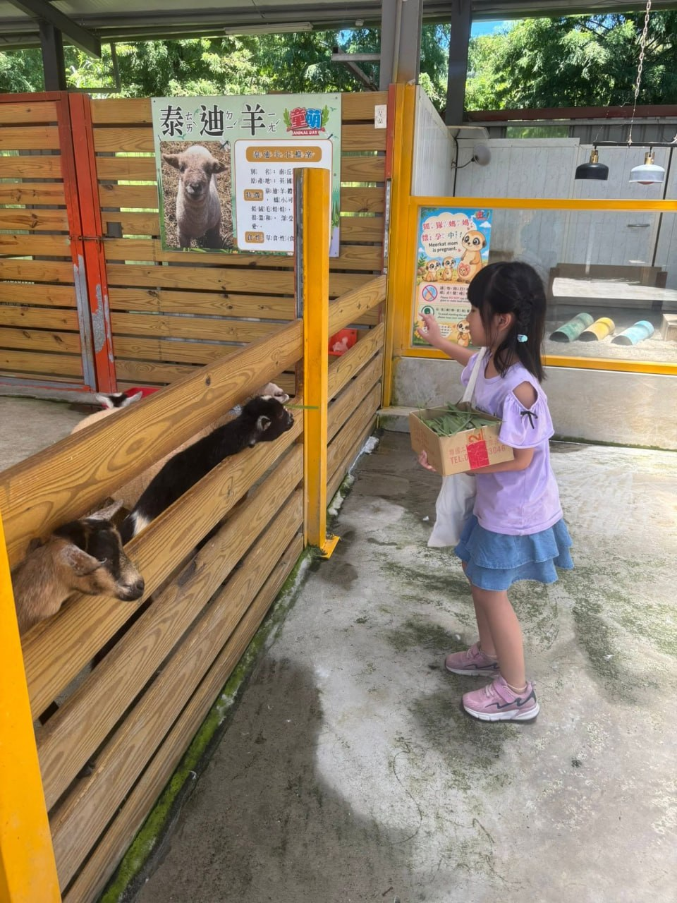 孩子拿著牧草親手餵食農場裡的小羊
